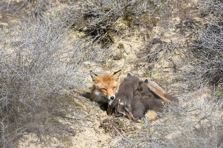 红狐幼崽喝母乳图片
