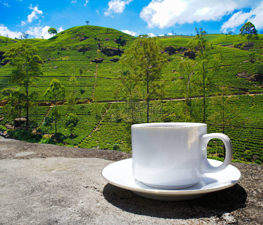 斯里兰卡茶叶山茶种植园茶图片