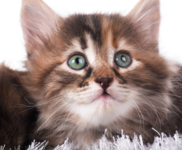 穿着温暖毛衣的可爱小猫穿着浅蓝色背图片