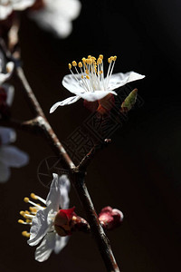 春天花园里的白花背景图片