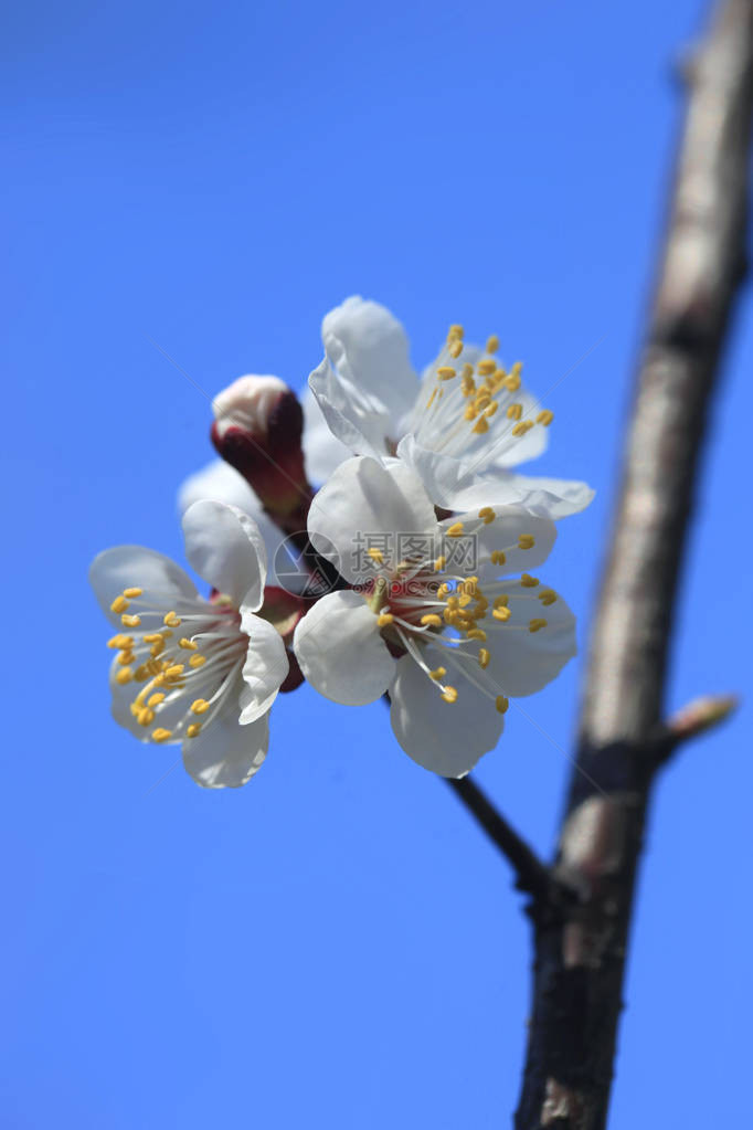 春天花园里的白花图片