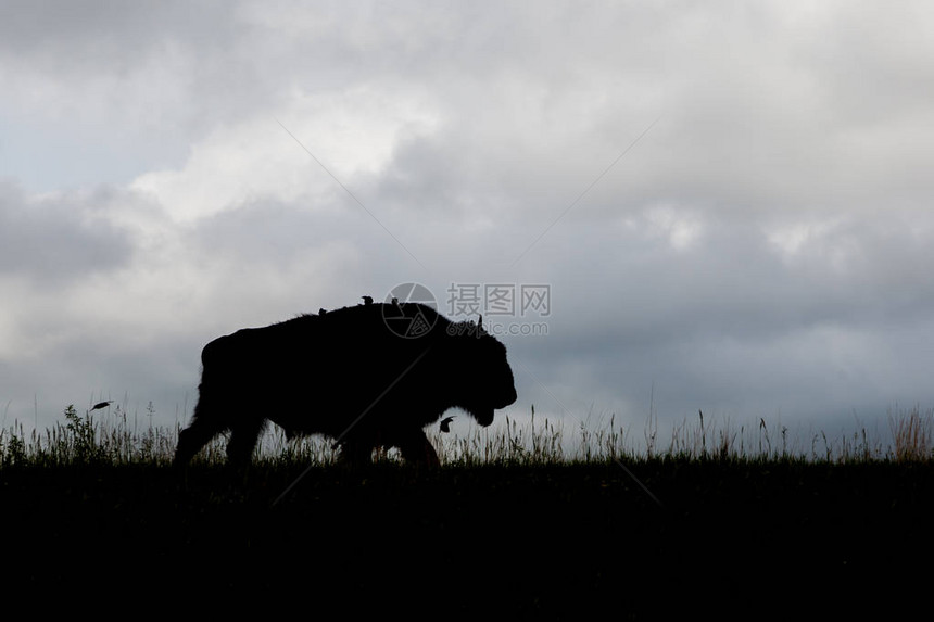一头野牛在草地上行走的剪影图片