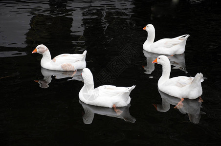四只白鸭在湖中游动在平静的黑水图片