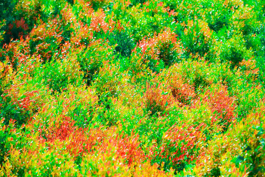 多色的克里斯蒂娜树叶和红色的青叶在雨季图片