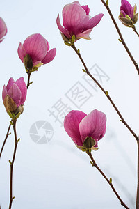 春天花园里的粉红玉兰大花图片