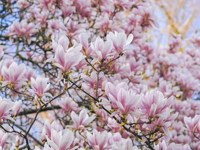 春季的花朵美丽的Magnolia粉红色花卉树图片