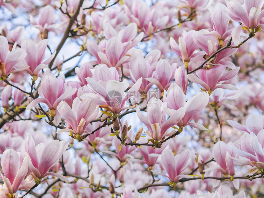 春季的花朵美丽的Magnolia粉红色花卉树图片