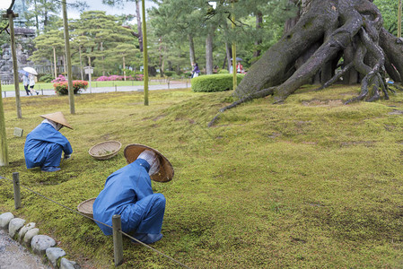 在日本石川县金泽的日本园艺人Kenrokuen图片