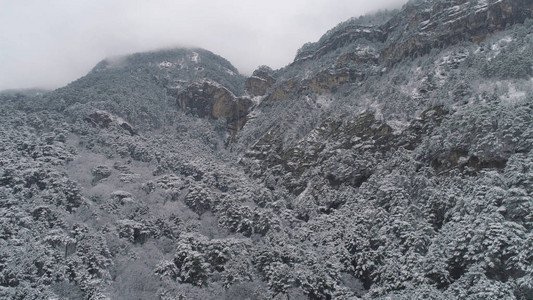 冬季积雪覆盖的浓雾中图片