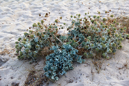 地中海沙滩上的带刺植物图片