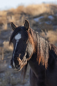 犹他州沙漠冬天的一匹雄伟的野马图片