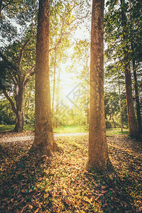 两棵大树在森林里日图片