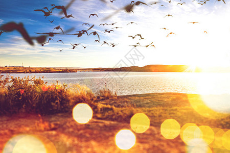 日落景观和鸟儿飞过湖面图片