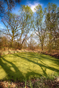 波兰沃茨拉夫附近的含水层绿沼泽太阳在厚的树叶中闪烁以揭示美图片