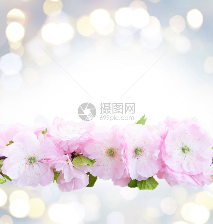 春天粉红色的樱桃树花在蓝色散景背上盛开的树枝图片