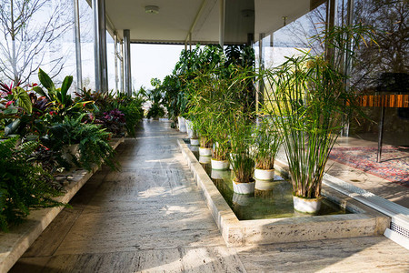 冬季花园中各种绿色植物现代阁楼阳光明媚的春日清图片