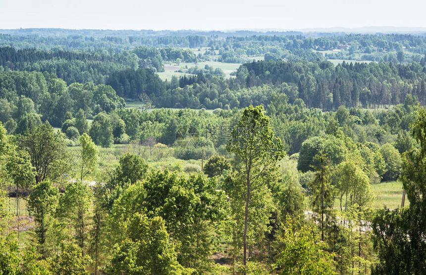 从高视望塔到拉脱维亚的绿色质露天与农村林地和平线相邻的浅滩上分离树木图片