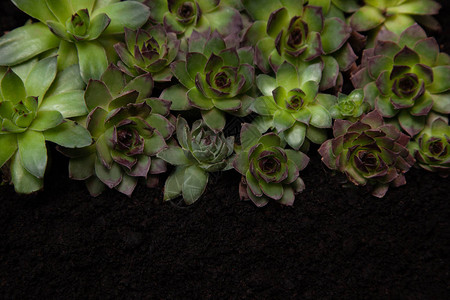 黑色背景上的不同Aeoniums组绿色粉红色和黄色背景图片