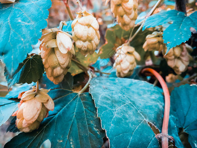 植物啤酒花关闭图片