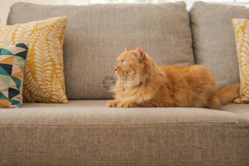 美丽的姜长毛猫躺在沙发上在家阳图片