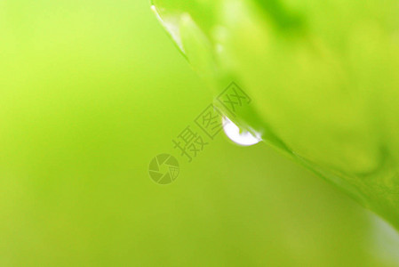 清晨植物绿叶上的下水滴关闭有选图片