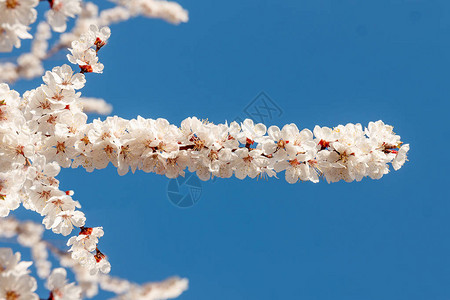 美丽的白花和粉红花樱桃树图片