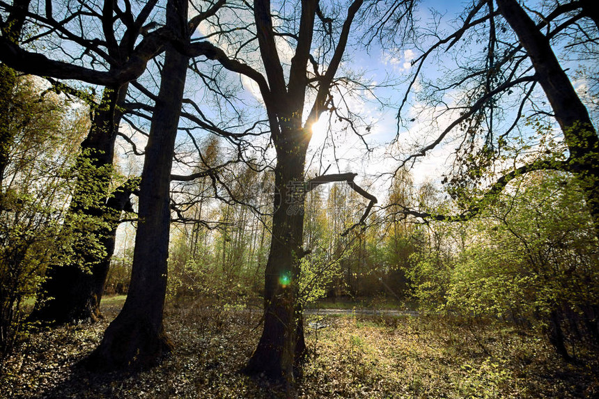 波兰弗罗茨瓦夫附近的含水层有太阳光芒的不可思议的深森林华丽的风景野图片