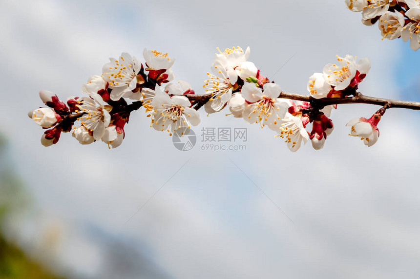 树枝上的杏花开春图片