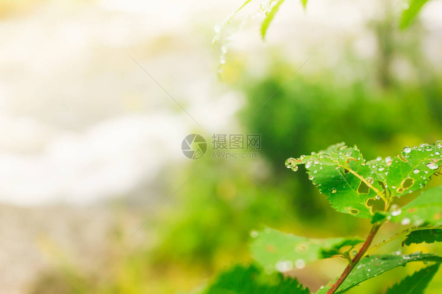 绿叶上滴水森林下雨清图片