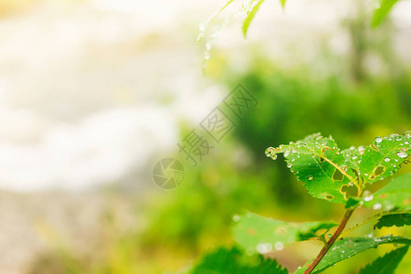 绿叶上滴水森林下雨清图片