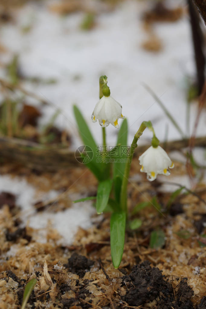 雪花莲春天的报春花图片