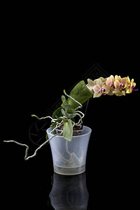 Bush矮人phalaenopsis兰花在图片