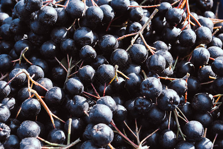 野生黑苦莓aronia图片