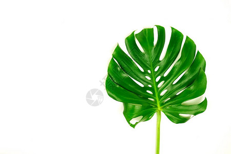 白色背景上的绿色龟背竹叶图片