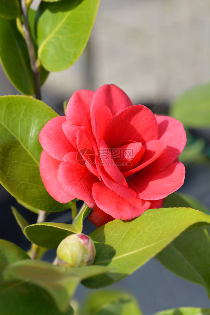红色山茶花拉丁名Camelliaja图片