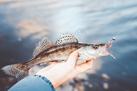 钓鱼渔夫和鱼图片