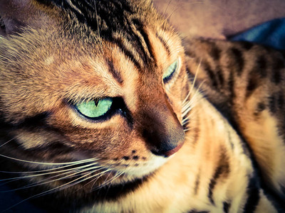 浅绿色眼睛的大孟加拉猫背景图片