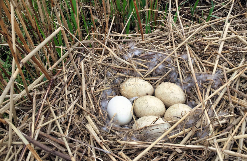 在荷兰圩田大荷兰自然阿姆斯特丹的巢中的鹅蛋图片