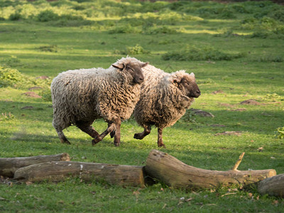德国明斯特兰的绵羊图片