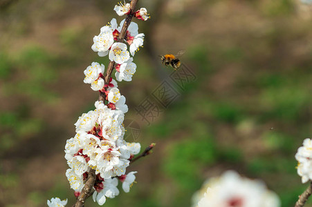 蜜桃花和大黄蜂在树枝上图片