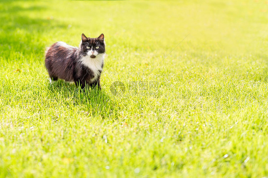 夏日猫在绿草上晒太阳图片