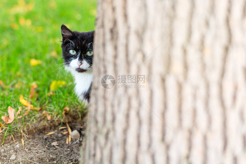 两只黑猫母猫和小猫在阳光日坐在绿草上躲图片