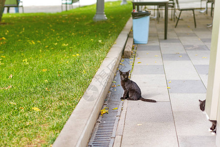 野生黑白街头猫在阳光夏日独自走动SunnySumnySumme图片