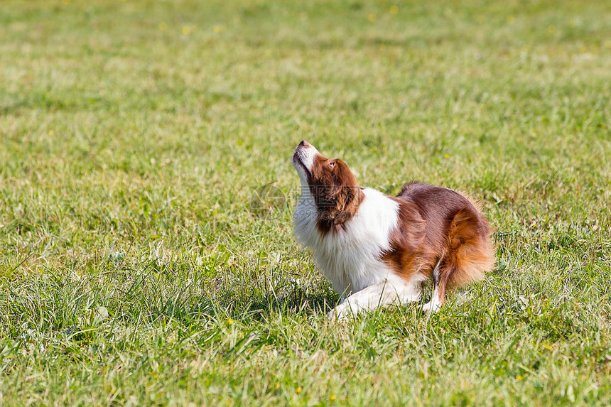 在青草的阳光日上玩飞盘游戏养狗在图片