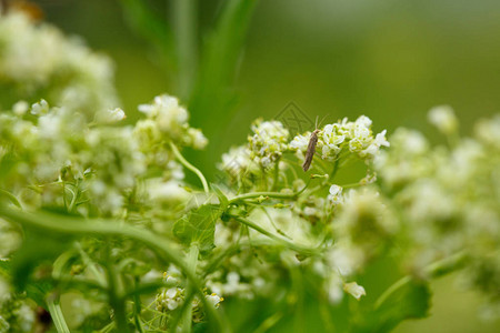 白花上的昆虫微距摄影图片