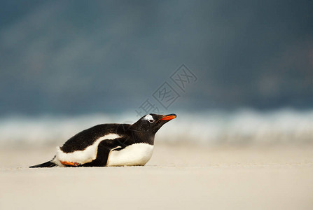 巴布亚企鹅在福克兰群岛的沙滩上打盹图片