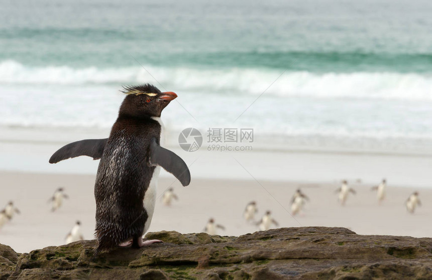 看着从福克兰群岛海中返回的企鹅图片
