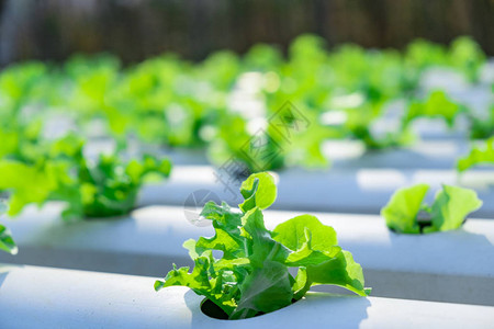 在水栽系统水流和种植地肥料自动化中生长的蔬菜绿色橡树图片