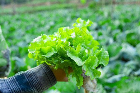 年轻农民持有蔬菜绿色橡树水栽培生态有机现代智能农图片