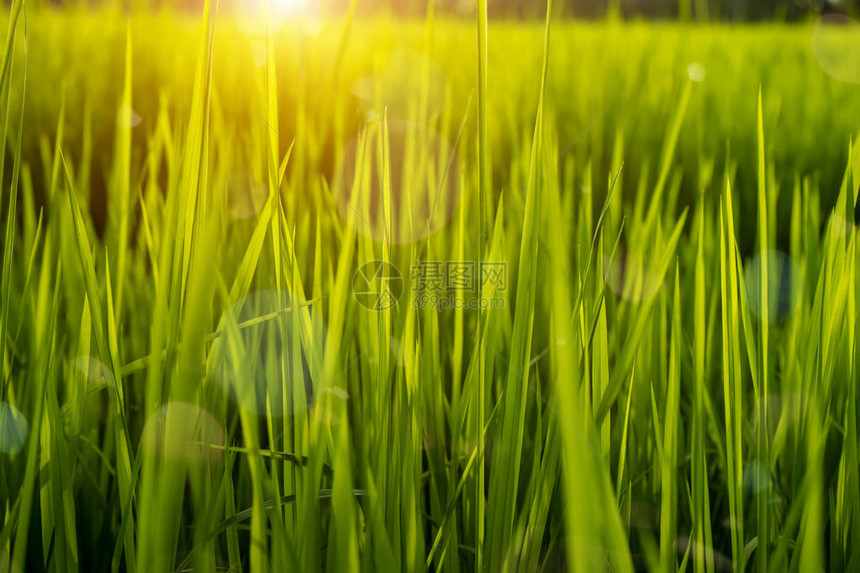 稻田中水稻植物的绿叶阳光和散景图片